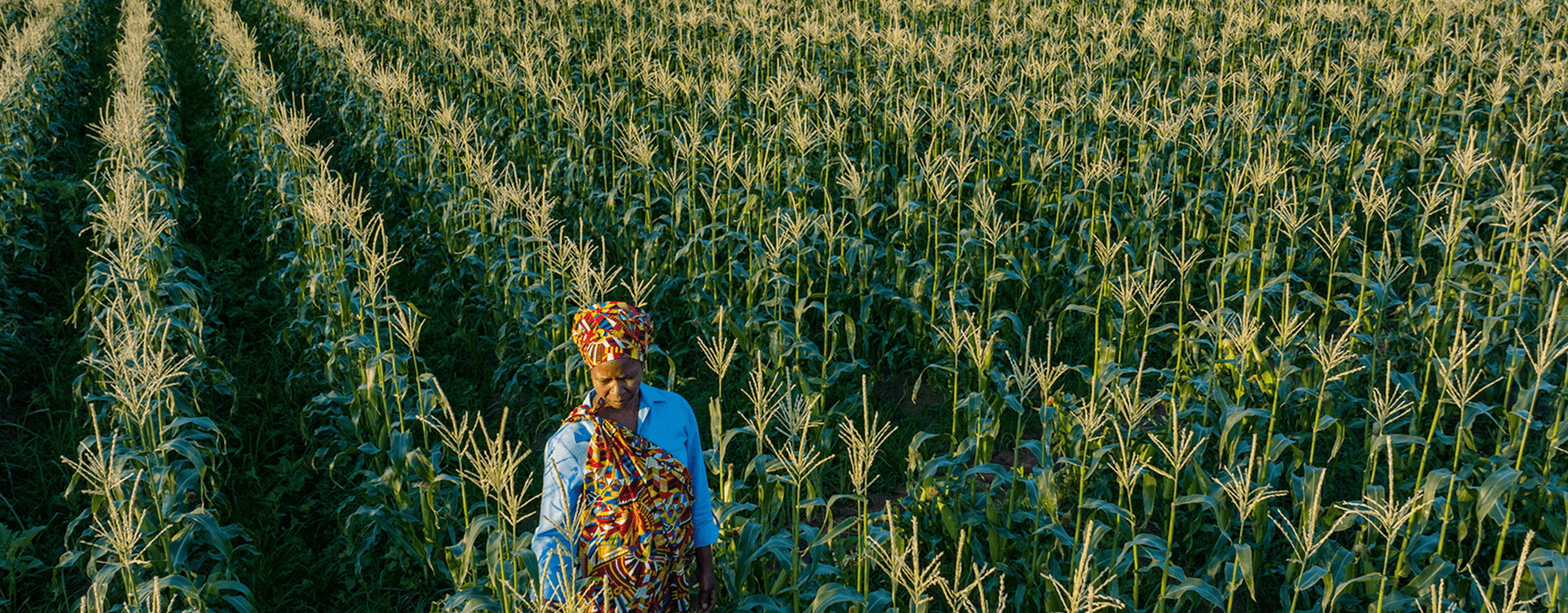 Aerial. Black African woman farmer in traditional clothing standing in a large corn crop in Africa