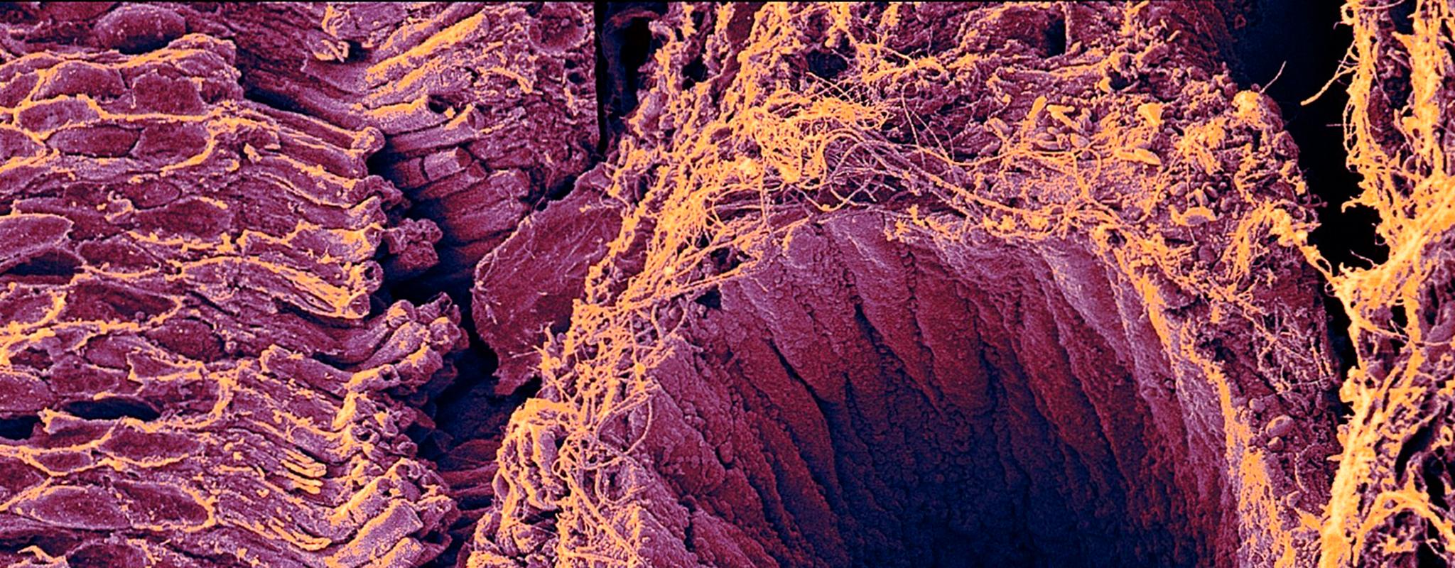 Retina showing rod cells by Dr David Furness.