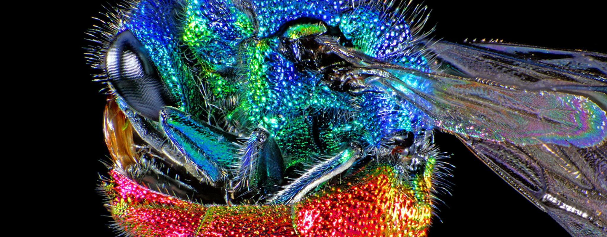 Photomicrograph of an adult ruby-tailed wasp curled into a ball by Spike Walker.
