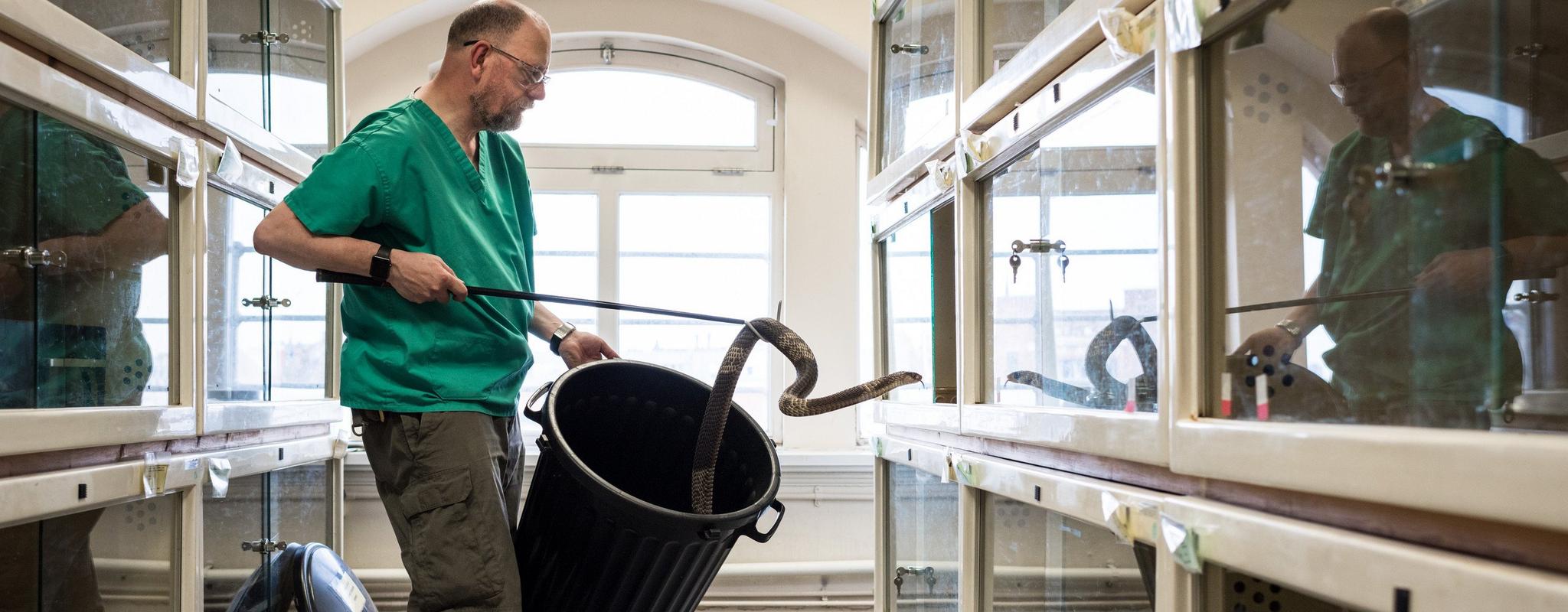 Man using a special hook to guide a snake into a vivarium in a long room full of viviariums