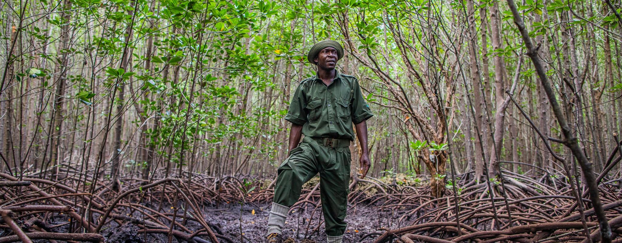 A man stands in the mud surrounded by mangroves.
