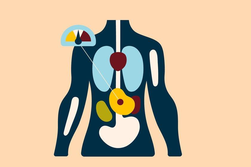 Illustration of a torso showing the internal organs.
