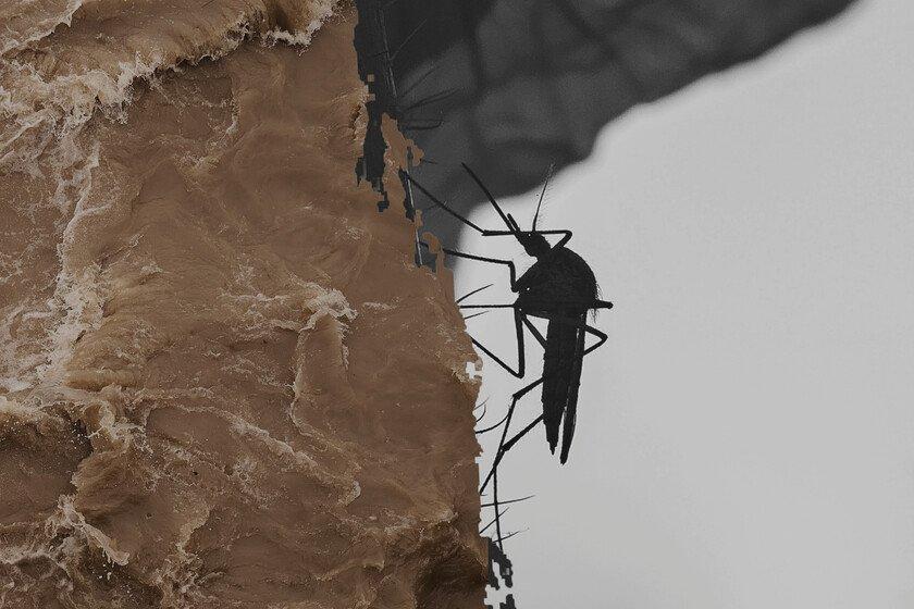 A composite image of a mosquito with flooding and microscopic imagery.