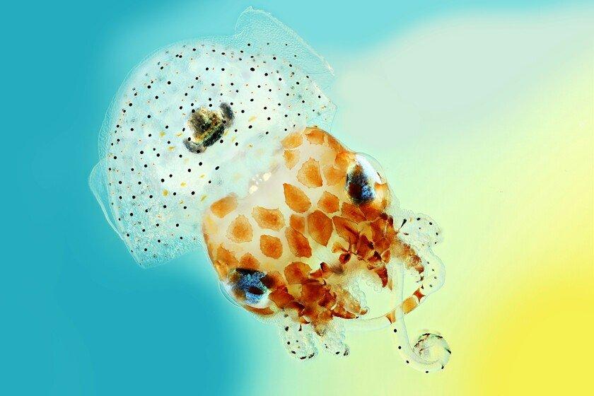 One of the winning images for the 2017 Wellcome Image Awards. close-up photography of a Hawaiian bobtail squid by Mark R Smith, Macroscopic Solutions.