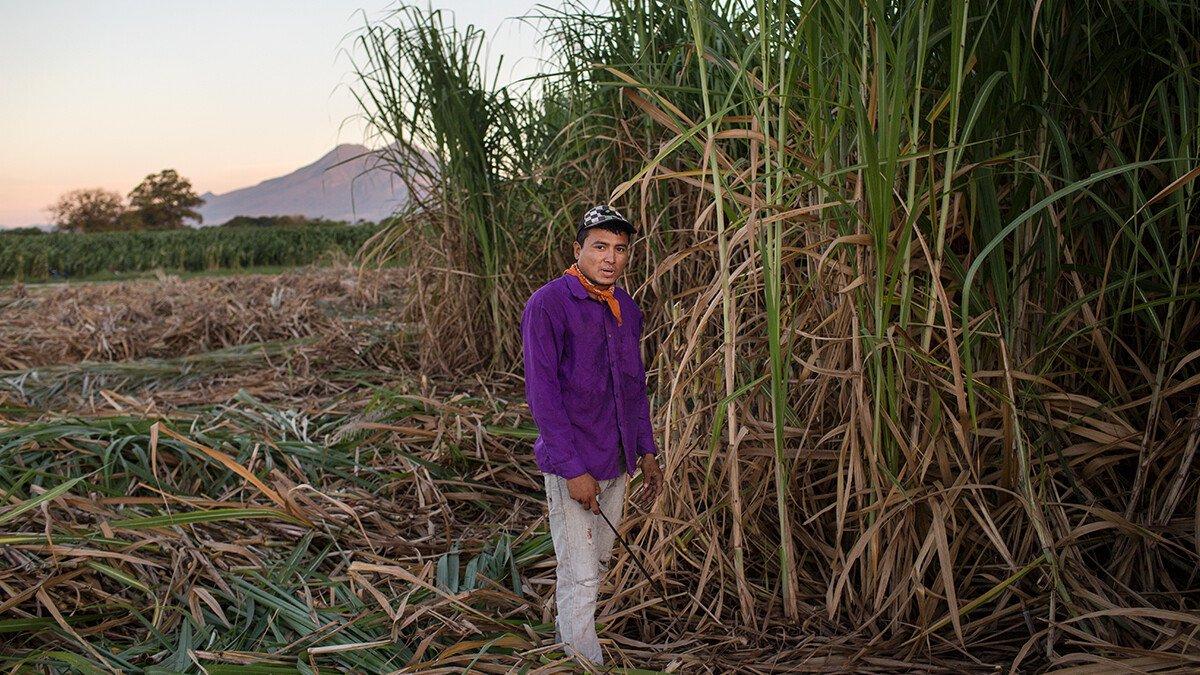 A man stands in the sugarcane fields outside the town of Tierra Blanca in El Salvado