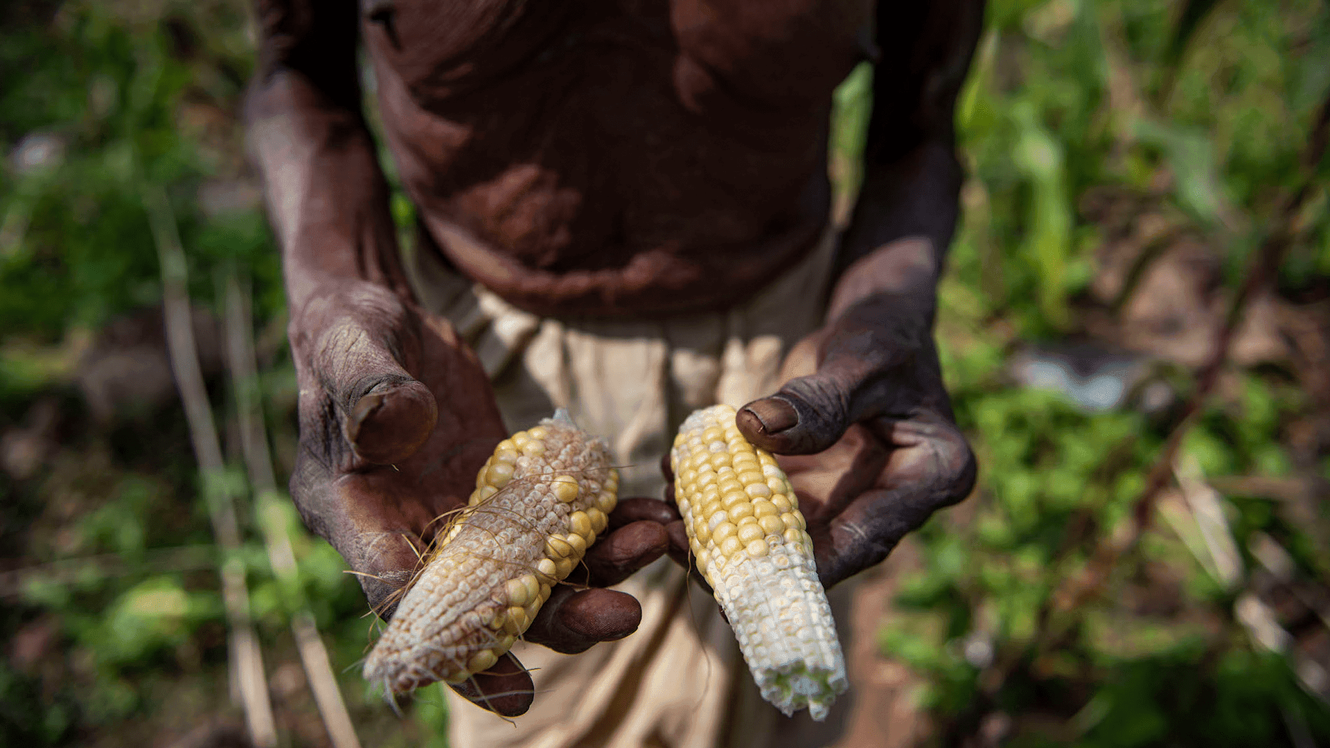 A farmer holding two damaged corn cobs