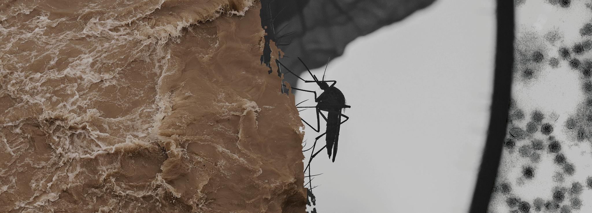 A composite image of a mosquito with flooding and microscopic imagery.
