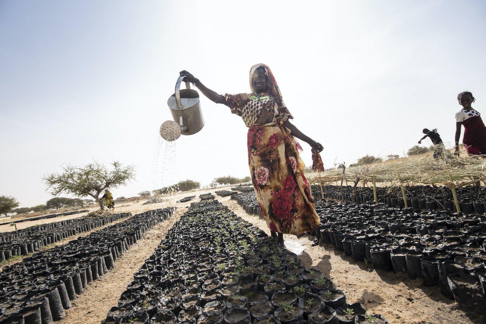 A woman holds a watering can aloft, sprinkling water on seedlings arranged in rows on the dried bed of Lake Chad, Chad