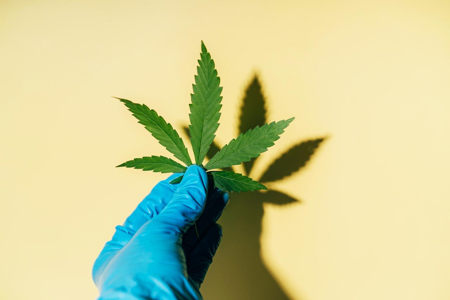 A cannabis leaf is held up by a hand in a blue surgical glove.