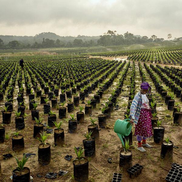 Workers at Sime Darby's oil palm nursery in Grand Cape Mount County, Liberia. 