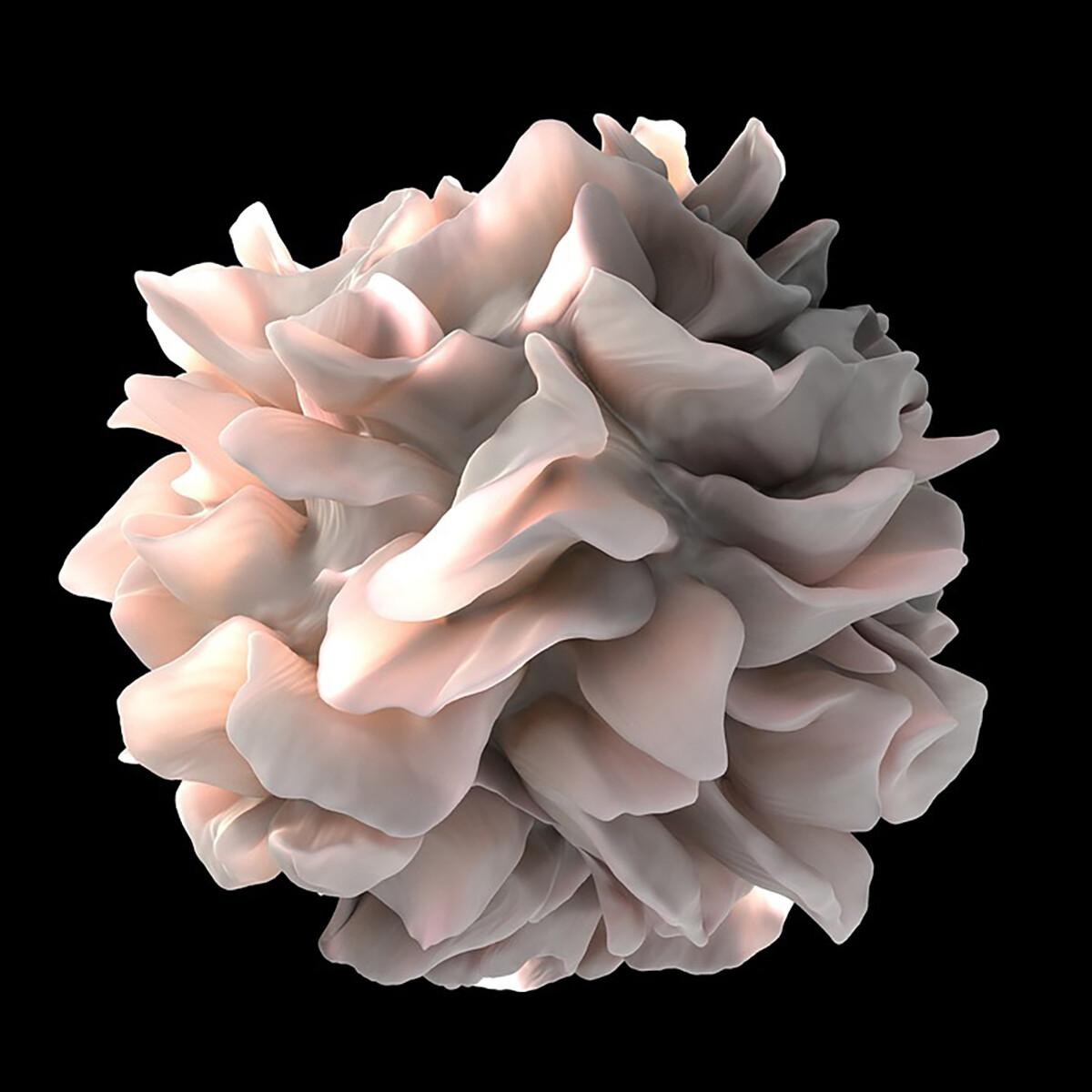 Dendritic cell magnified